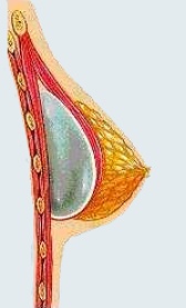 Bild i ordlistan för ordet: Implantatsplacering